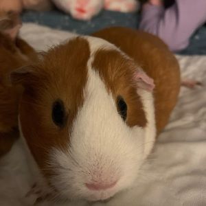 Meet your Posher, Lori